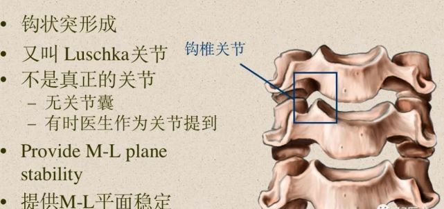 骨科精讀最全面詳細的高清脊柱解剖圖真是太實用了