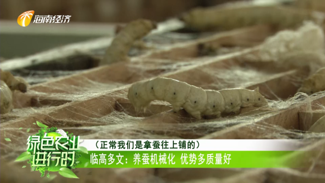 养蚕技术优势 养蚕的优势条件