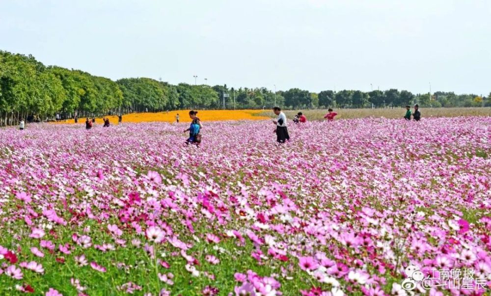 九龍灣花彩小鎮