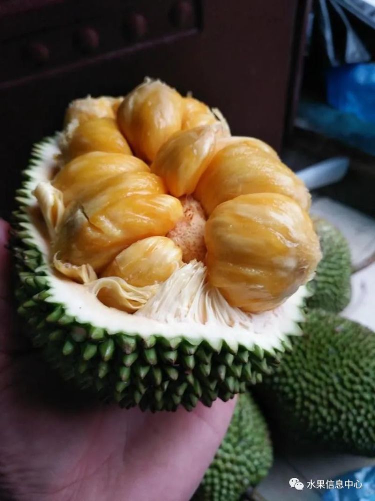 菠萝蜜与榴莲的区别,菠萝蜜与榴莲的区别相关视频