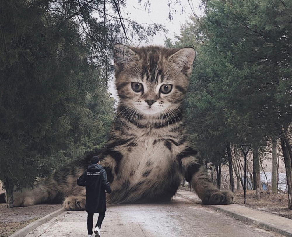 巨喵来袭比人还大的猫咪你还吸得动吗