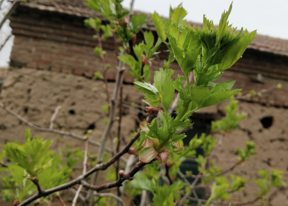 什么原因会造成山楂树烂果,干叶,枯死现象的发生?如何有效防治?