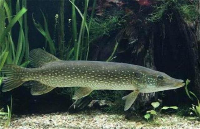 人称"鱼中软黄金",身上长"豹纹",一斤80元,农民年入600万