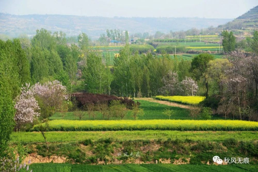 三原嵯峨山 麦田 杨树与油菜花 绘出关中北缘的春色 腾讯新闻