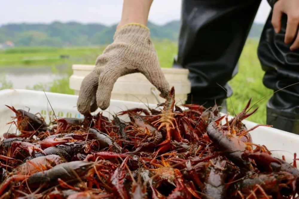 过程中受自然因素影响较大,气温在二十多摄氏度时,小龙虾生长速度最快