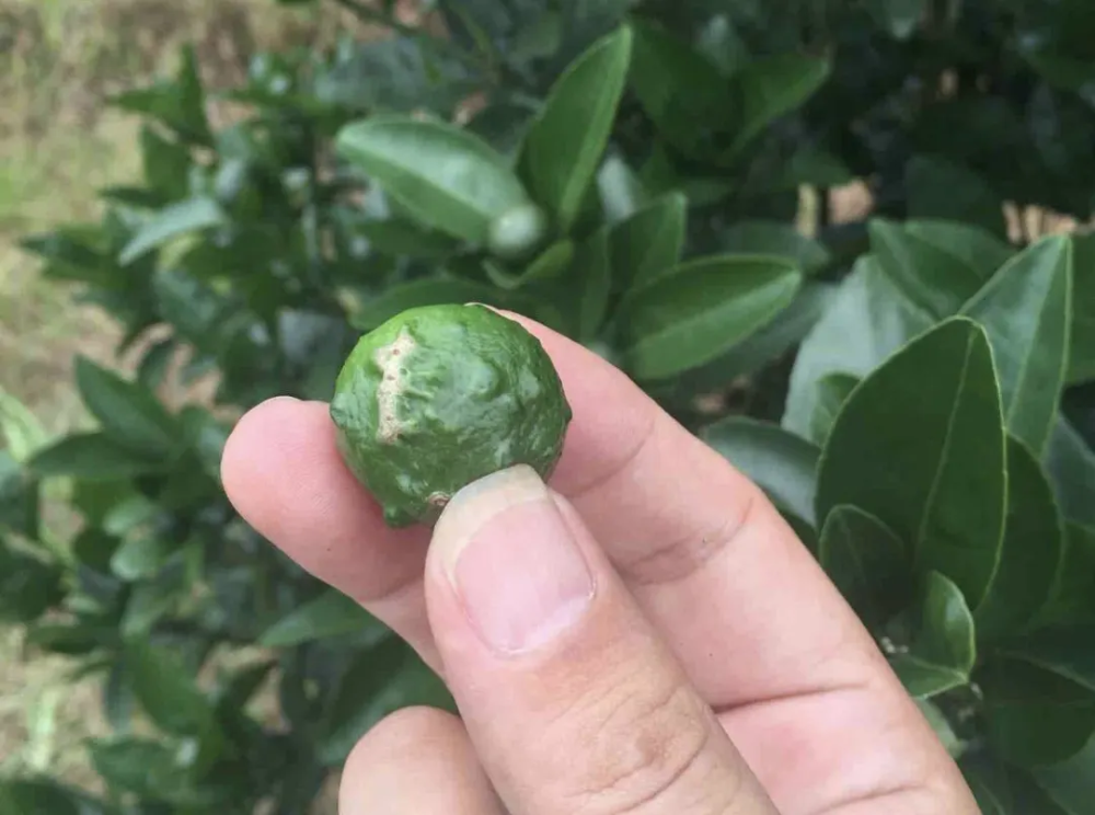 柑橘白癞病怎么预防(柑橘白癞病防治)