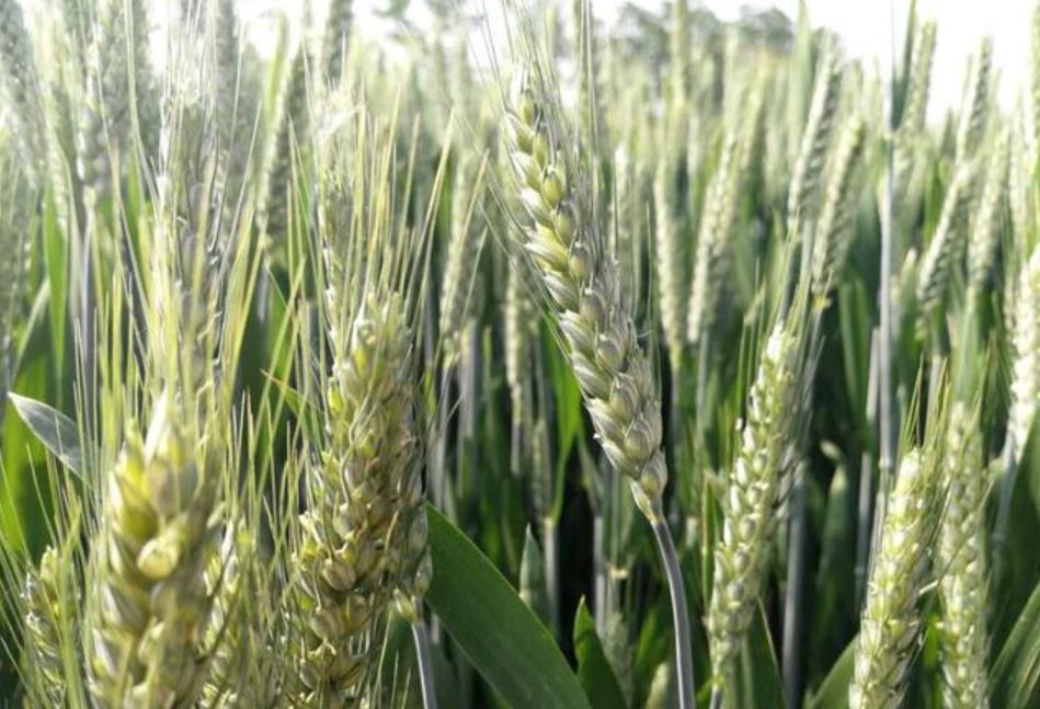 小麦穗期喷施硼肥 有利于增产和提高品质 试验证明用2次最好 腾讯新闻