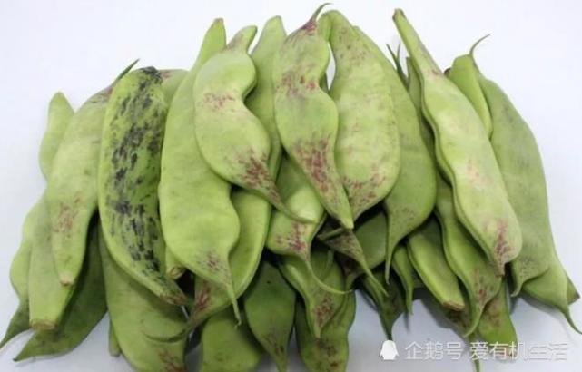 东北特有的一个菜豆品种 油豆角 口感软糯 豆粒清香 你吃过吗 蛋白质含量 油豆角 东北地区 菜豆 黑龙江 豆角