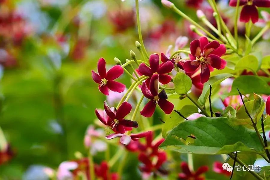 山水相逢留一笑下联:江湖分袂付半愁上联:浪漫雨花开竹院下联:癫狂风