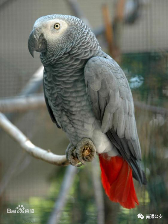 公约缔约国,我国的法律规定,中国原产的鹦鹉(所有种)均属国家二级