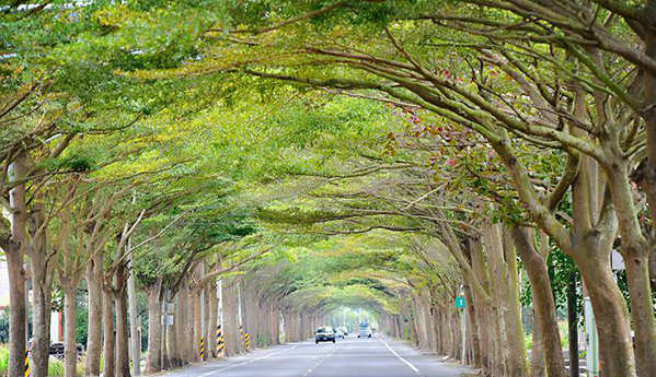 巨树交织好疗愈 台湾五大树海隧道美拍 腾讯新闻