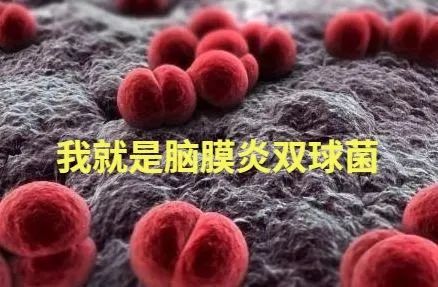 流脑的全称是流行性脑脊髓膜炎,是脑膜炎双球菌(流脑菌)导致的一种