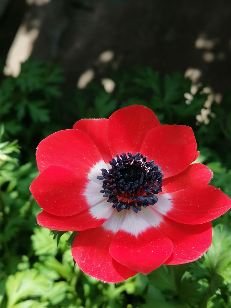 花朵娇艳的银莲花,开花比虞美人好看,适合新手养