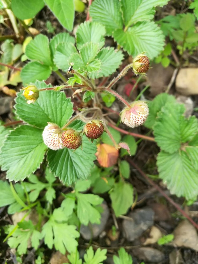 峨眉山野生藥材系列黃毛草莓