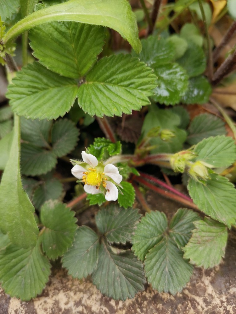 峨眉山野生藥材系列黃毛草莓