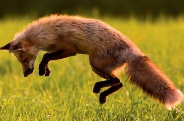 心理学:选一只最聪明的狐狸,测你的能力能不能撑起野心?