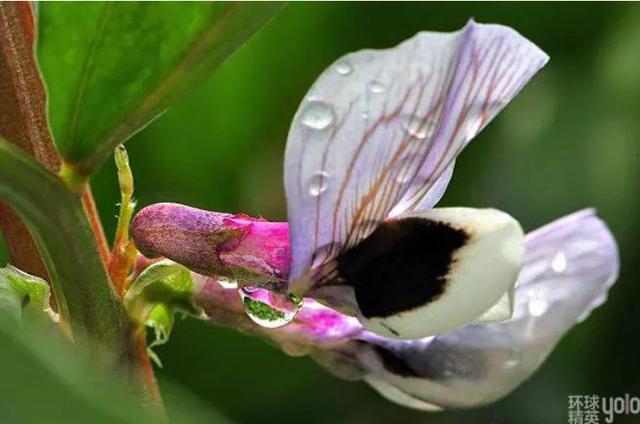 知味者言 蚕豆花开