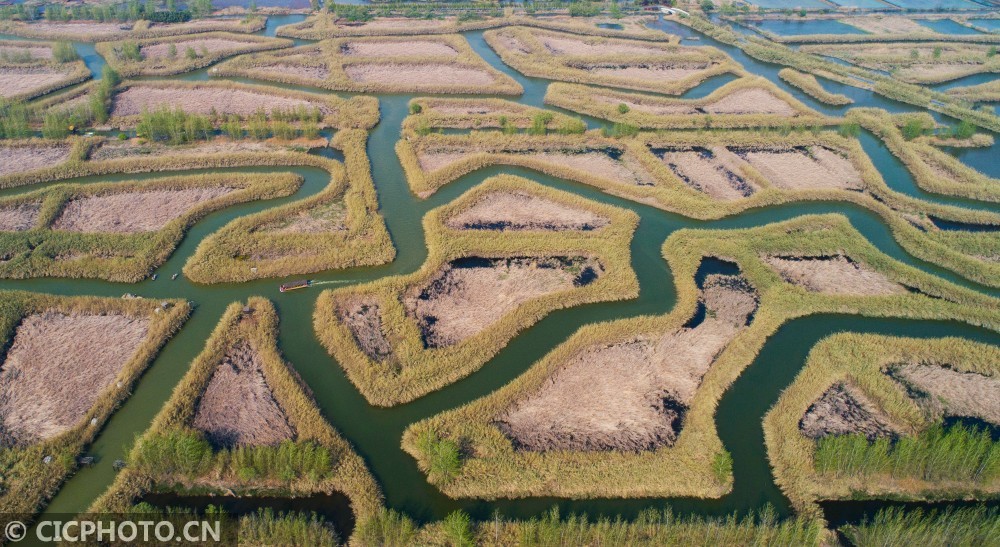 cicphoto/劉成龍 攝2020年4月12日拍攝的江蘇泗洪洪澤湖溼地公園.