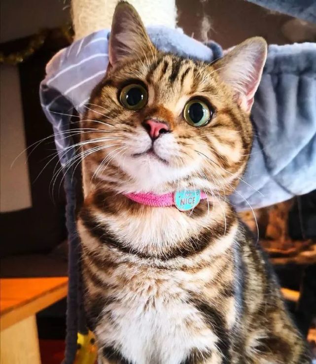 太太太太太太可爱了!这是什么甜心"小脑斧"!