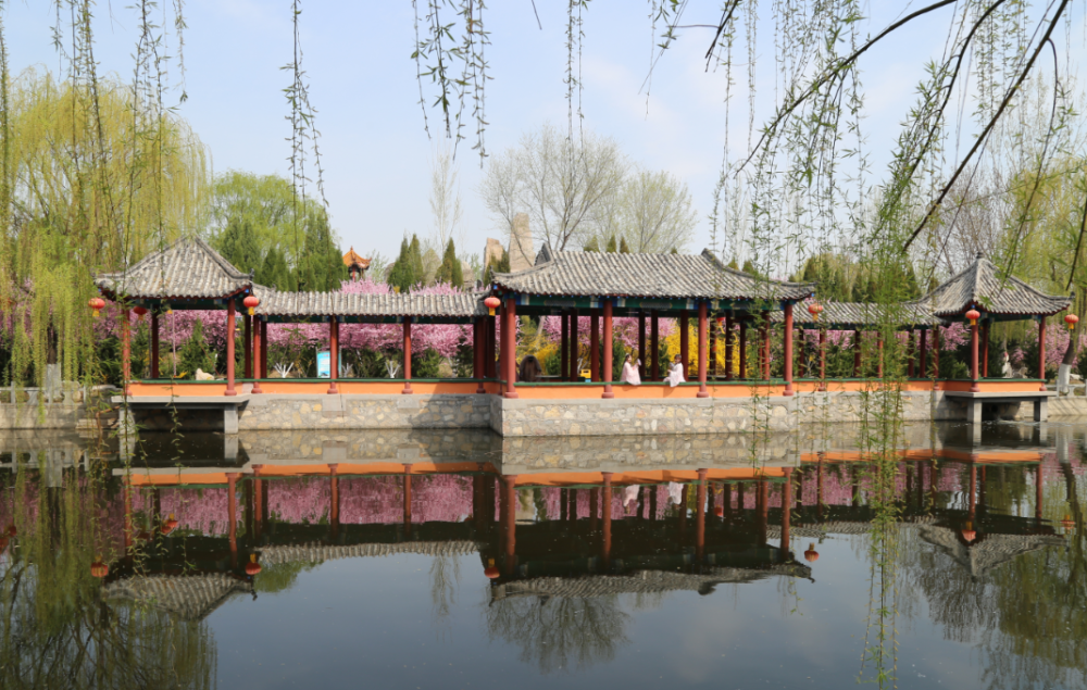 "疫"去春来赏花时,惠民县这片"花海"美爆了!_腾讯新闻