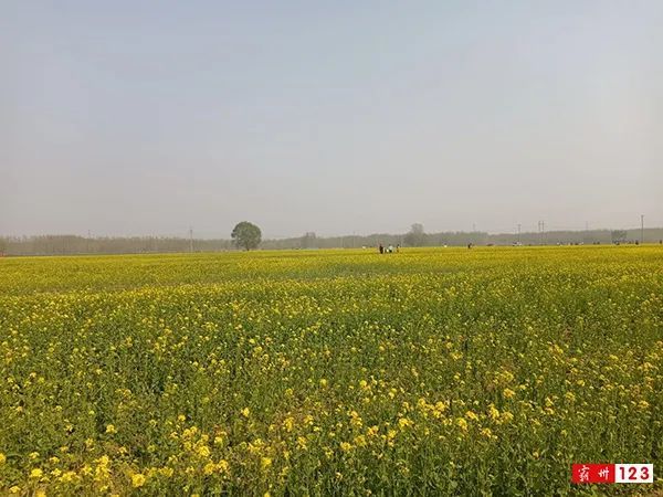 霸州油菜花景区图片