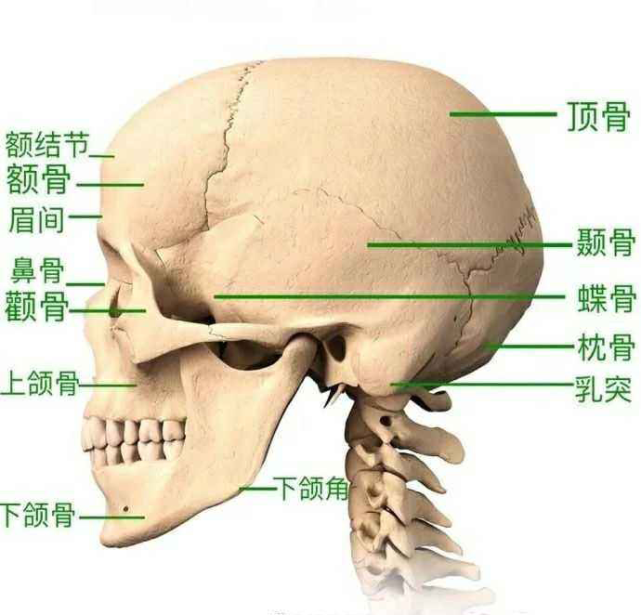 其中,对头部大小起着决定性作用的是额骨和顶骨.