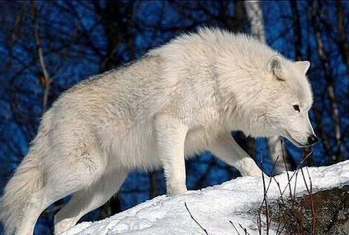 心理学:你认为哪条狼是狼王?测你今生能否当上领导