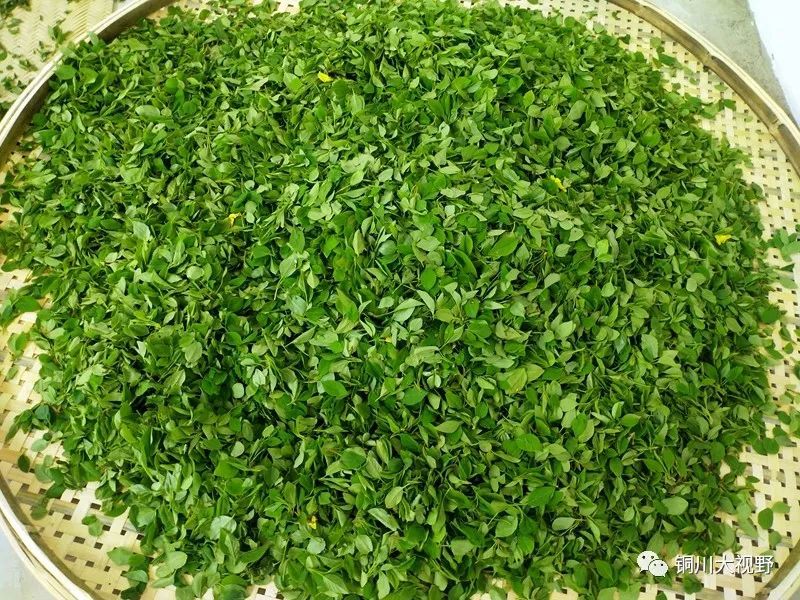 碧玉妆树高龙柏芽茶香