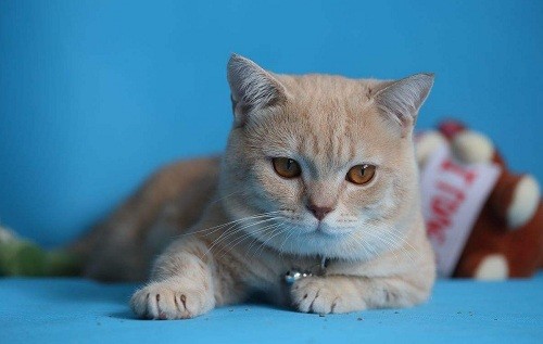 给猫吃南瓜可以去毛球吗 南瓜 化毛膏 猫咪 猫草