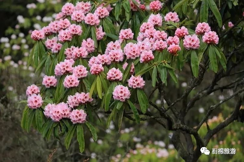 索瑪花又開正是賞花泡溫泉吃燒烤的好時節