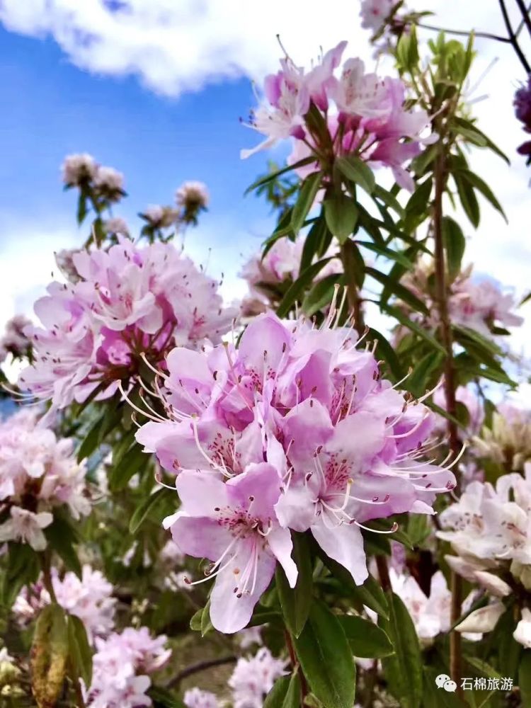 索瑪花又開正是賞花泡溫泉吃燒烤的好時節