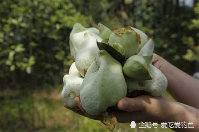 80后小时候吃过的野果,满满都是回忆的味道,看看你认识几种