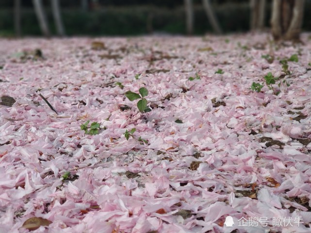 樱花落尽春已过!开时唯美,飘落时浪漫!