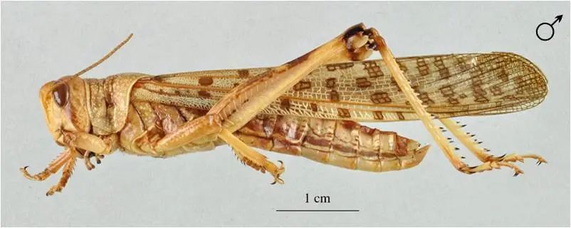 我国海关首次截获活体沙漠蝗一只!