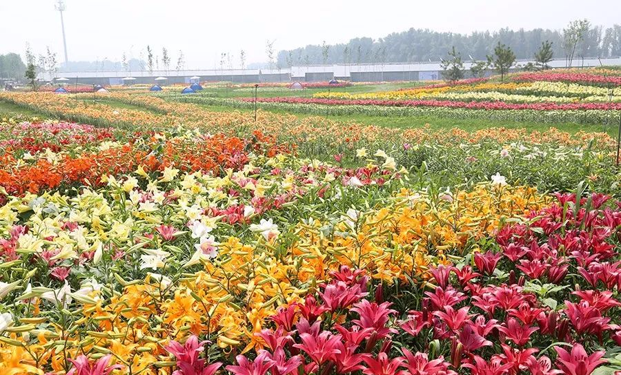 六安抹茶村明日盛大开园百合花海邀你来约会