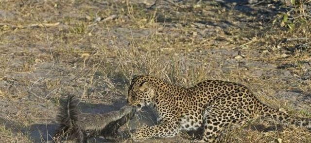 花豹能打过艾克猛獾吗为什么