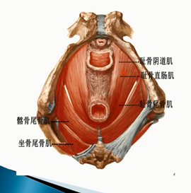 带你了解一下盆底超声