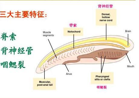 人类为什么会是一条 超级改进版 的肉鳍鱼 鱼类 肉鳍鱼 脊椎动物