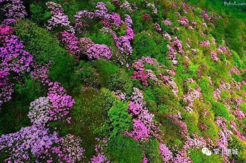 鲁山县杜鹃花节来啦!