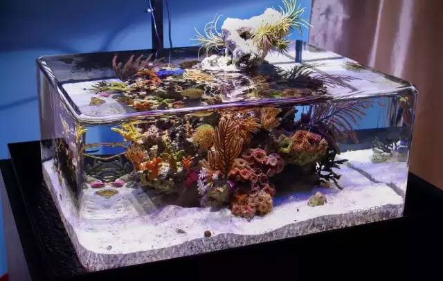 无边界海缸很危险吗?从未停止过的争议!