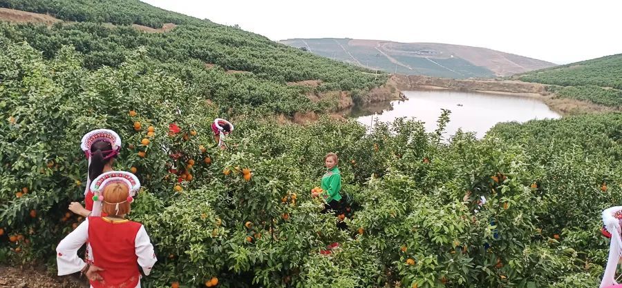 花果同树 景秀奇 宾川柑桔带你赴一场 花 与 果 的约定 腾讯新闻