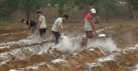 生石灰改良土壤有效 但要做对这四点 肥料 有机肥
