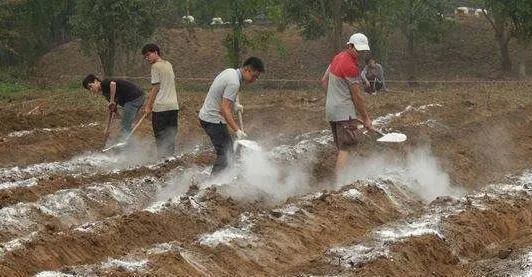生石灰改良土壤有效 但要做对这四点 肥料 有机肥
