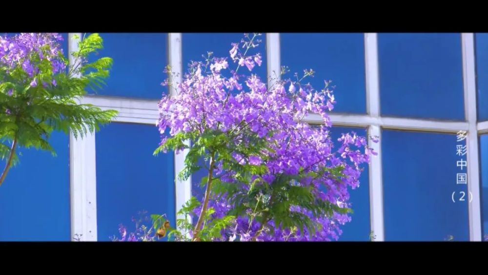 徜徉花海 赴一场与多彩中国的浪漫邂逅 腾讯新闻