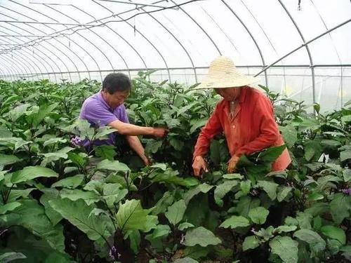 大棚种茄子,采用这种整枝方式,亩产可达4万斤,值得菜农尝试