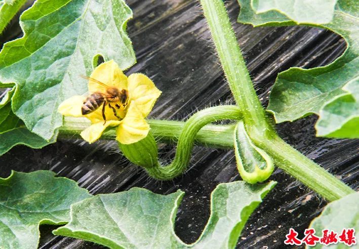 小蜜蜂改变大产业——农科院专家地头传授西瓜蜂授粉技术