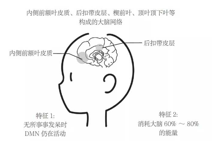 dmn就是个大脑能量中的浪费家,它是由大脑的内侧前额叶皮质
