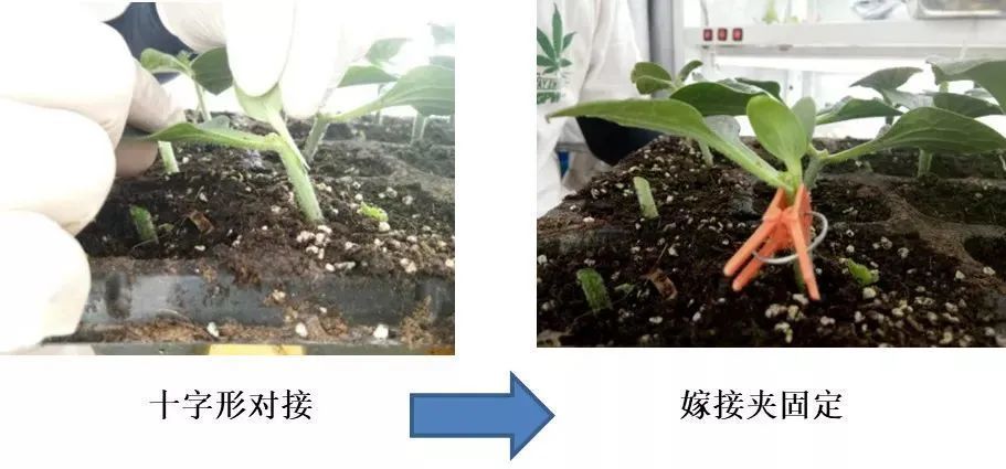 东北早春西瓜贴接法嫁接育苗技术_腾讯新闻