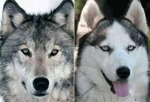 最忘恩负义的动物是什么