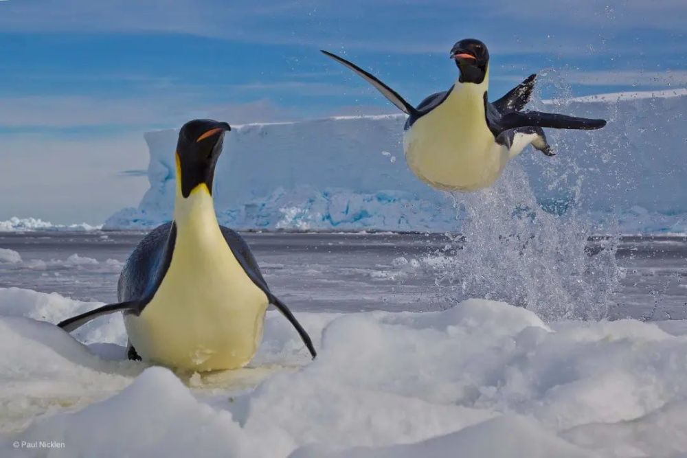 帝企鹅的冰冻瞬间